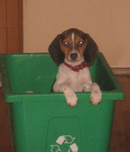 My dog Boomer - This is a pic of our other dog;Boomer, a 5 months old male Beagle.