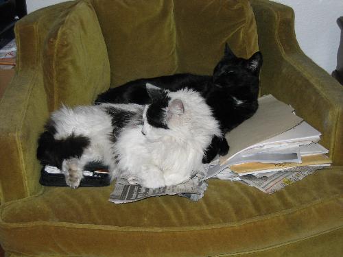 Jasper and Anubis - Here is Jasper (the white cat) with his buddy Anubis (the black cat) sharing their favorite chair--they dont seem to mind the fact that I dumped some of my papers there.