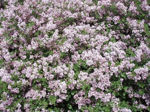 a lilac bush - a purple lilac bush