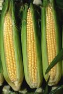 Corns - As a family we love eating corns.