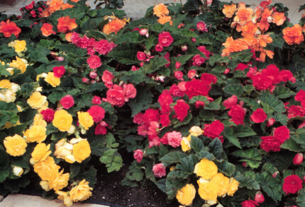 wax begonias - here is a picture of wax begonias, they are actually very pretty