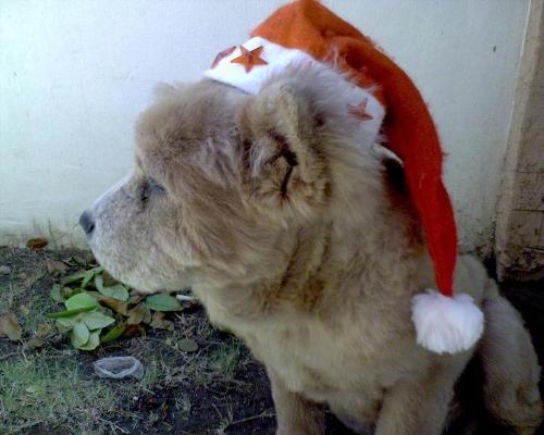 my pet chow-chow... - this is my pet named bongo!!!