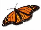 butterfly - beautiful butterfly