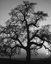 tree - dead