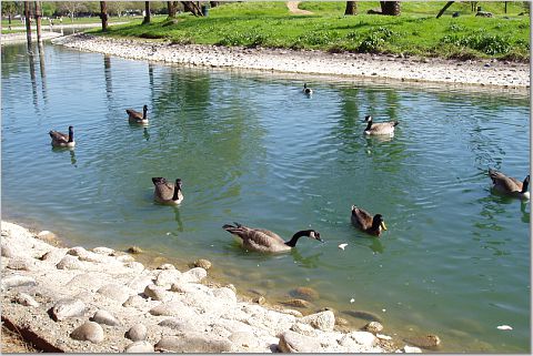 Feeding the ducks...and geese. - At the park feeding the ducks and geese.