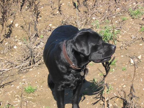 Labrador 'Ruby' - My lab Ruby at 12 months old on a walk in a field