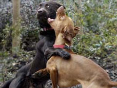 Dog Fighting - A sick and barbaric act.