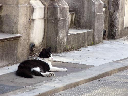 Wild Cat in Cemetery, Buenos Aires Argentina - This is a photo I took of one of the wild cats in the Cementerio de la Recoleta in Buenos Aires, Argentina. It is amazing how many wild cats are in this city, particularly here as well as in the Jardin Botanico (Botanical Gardens).