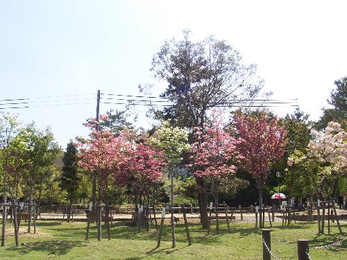 cherry blossoms - cherry blossoms tree in nara deer park