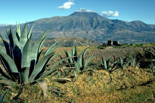 CACTUS. - CACTUS ARE USUALLY FOUND ON DESRETS.