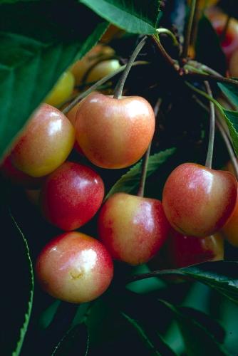 CHERRIES - A BUNCH OF CHERRIES.