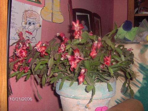 my halloween cactus - cactus
