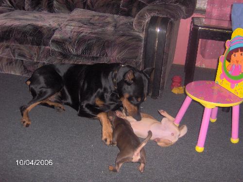 tyson and my chi's - tyson playing with the chi's