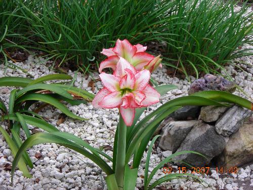 Two Lilies - This is a picture of my lilies that came from my husband's grandmothers garden. She is no longer with us, so these lilies help us to remember her.