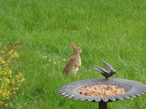 Bird Dining  - Bird dining on gourmet bird food in the backyard.