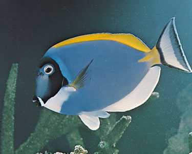 tropical fish - like a moving painting