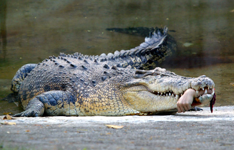 crocodile - A crocodil eating a human hand.