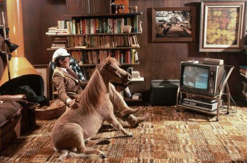 owner and miniature horse watching television - john raymund and her miniature horse georgi girl enjoy watching the black stallion on the television