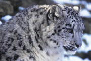 leopard - snow leopard