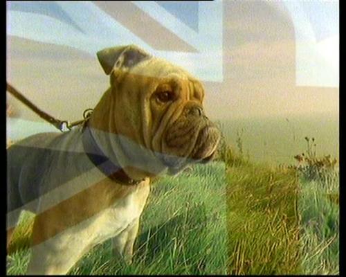 British Bulldog - British Bulldog & Union Flag