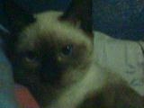 this is my cat baby p00ch - i have siamese cat that's why im asking in discussion about siamese and persian cat