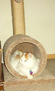 Lightning-Momma's lil man - My 10 yr. old bottle baby enjoying the new scratching post she bought the cats.
