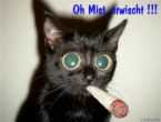 smoking - smoking a cigar