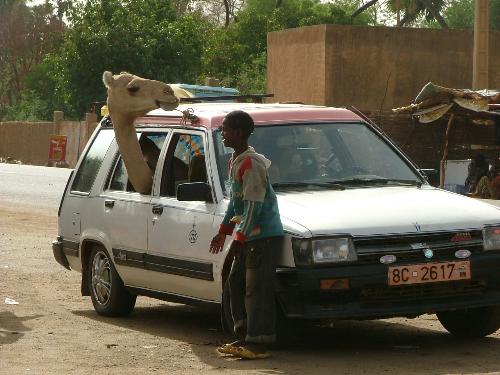 Amazing taxi customer - Somewhere on the earth there are some amazing taxi customer,this camel must be transported to animal market to be sold...