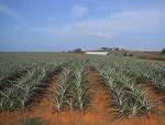 pineapple farm - farm