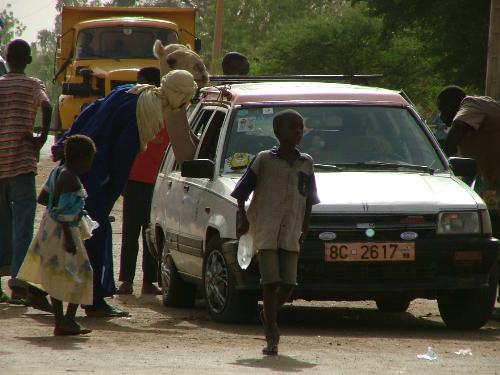 Camel on board - ordinary taxi customers are surprise with what's going on