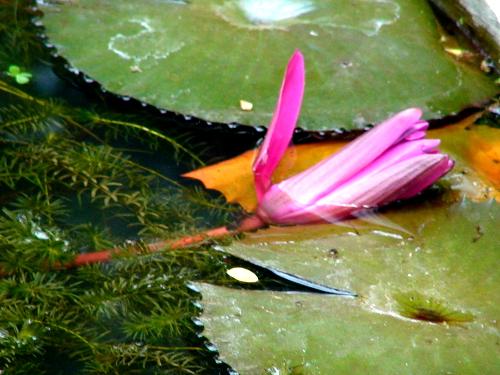 water lily beautiful! - A Water lily in bloom. It tempted me really!