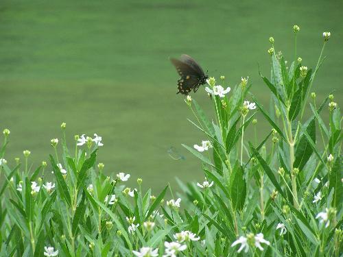 butterfly - such lovely creatures they are, and a challenge to photograph. But the satisfaction it gives you when you get the perfect photo? priceless!