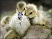 Goslings - A group of Goslings Goslings - A group of Goslings