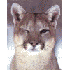 cougars - take1 pic