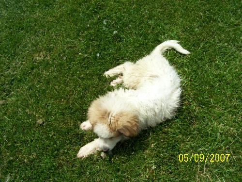 samo - samo rolling around in the grass after i gave him a bath