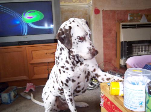 Dalmation - The families pet Dog a Liver and white dalmatian called william