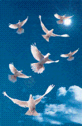 peace - doves of peace.