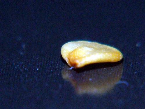 chilli seed  - the foto of the seed of a chilli