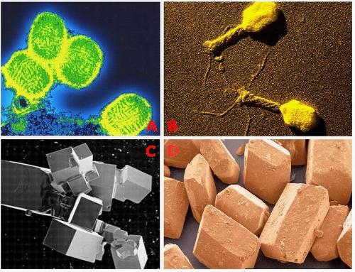 microscopic eyes - arrange correctly microscopic eyes - arrange correctly