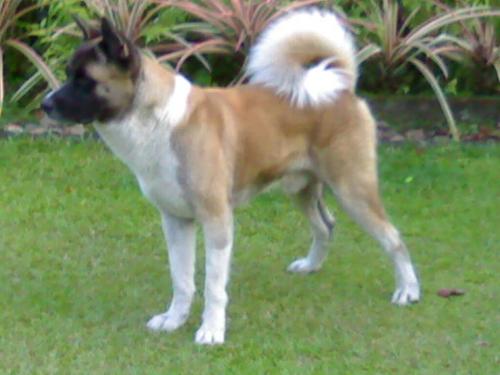Wolf the Great! - Wolf is looking for a partner with whom he could have a lot babies!:)