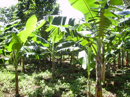 Banana Plantation - Banana Plantation near Masaya, Nicaragua