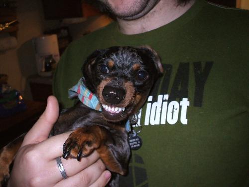 Kope (pronounced Co-Pay) Smiling - Yes, we were able to teach our mini doxie to 'smile'. It is hilarious to watch!! Her name means coffee in Hawaiian. She is a silver dapple.