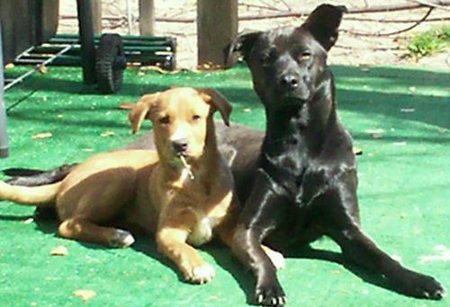 My Babies - My puppy on the right is a black lab mix and her name is Charlie. The puppy on the left is a lab & golden retreiver mix and her name is Roxy. They are the best doggies in the world.