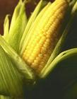 corn - What is your main crop in your hometown?