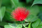 Belvet - Flower