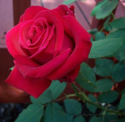 Red Rose - rose the queen of flowers