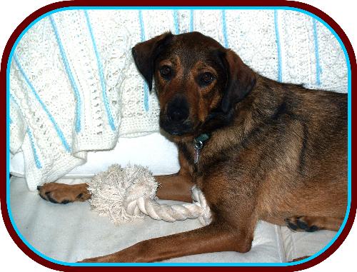 Jared - A Shepherd-mix I&#039;m currently fostering for the Coppell Humane Societydog, 

You can see more pics of him as well as adoption information here: http://search.petfinder.com/petnote/displaypet.cgi?petid=6185538