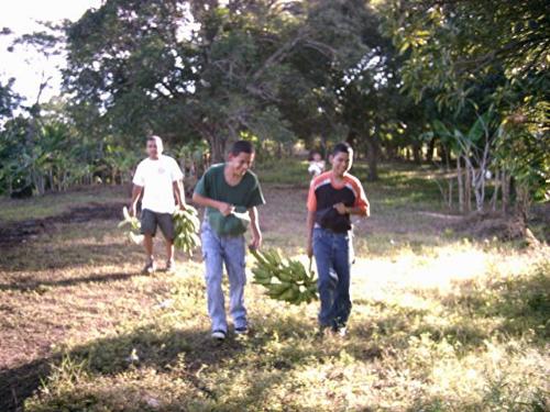 Gathering plantain bananas - Bringing stalks of plantain bananas out the plantation.