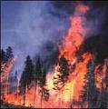 * - Photograph of a forest fire..