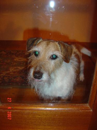 Old Jack! - this is my 12 year old Jack Russell snotting up the kitchen door!